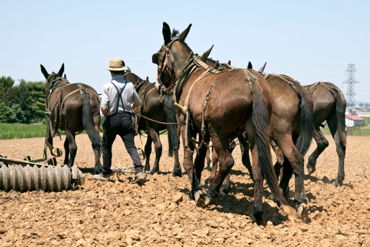 Farmer with straw hat guides six horses pulling farm equipment in a field.