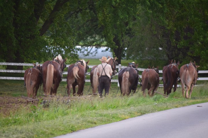 A farmer walking with a team of eight draft horses along a fence next to a road.