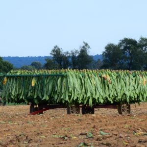 Harvest_Blog_3-300×300 Harvest_Blog_3-300×300