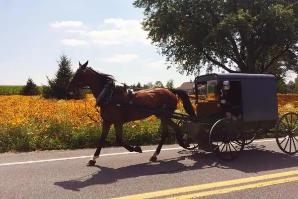 How-Fast_Horse-and-Buggy How-Fast_Horse-and-Buggy