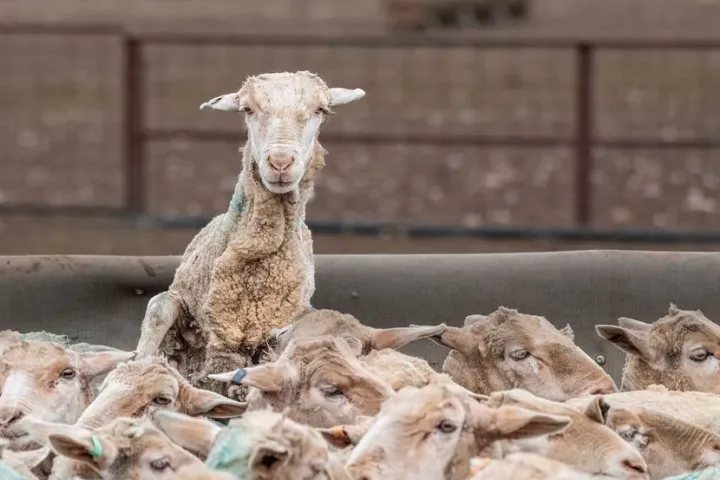 a herd of sheep standing on top of a building