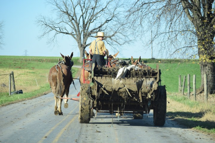Person driving a horse-drawn manure spreader on a rural road.