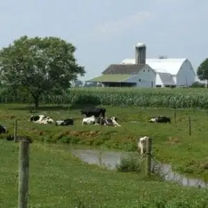 amish-dairy-farm-300×300 amish-dairy-farm-300×300