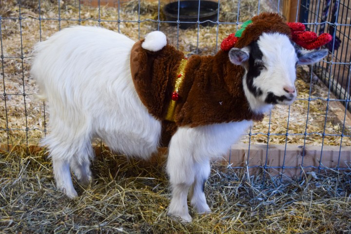 Goat wearing a reindeer costume with red antlers and bell, standing in a penned area.