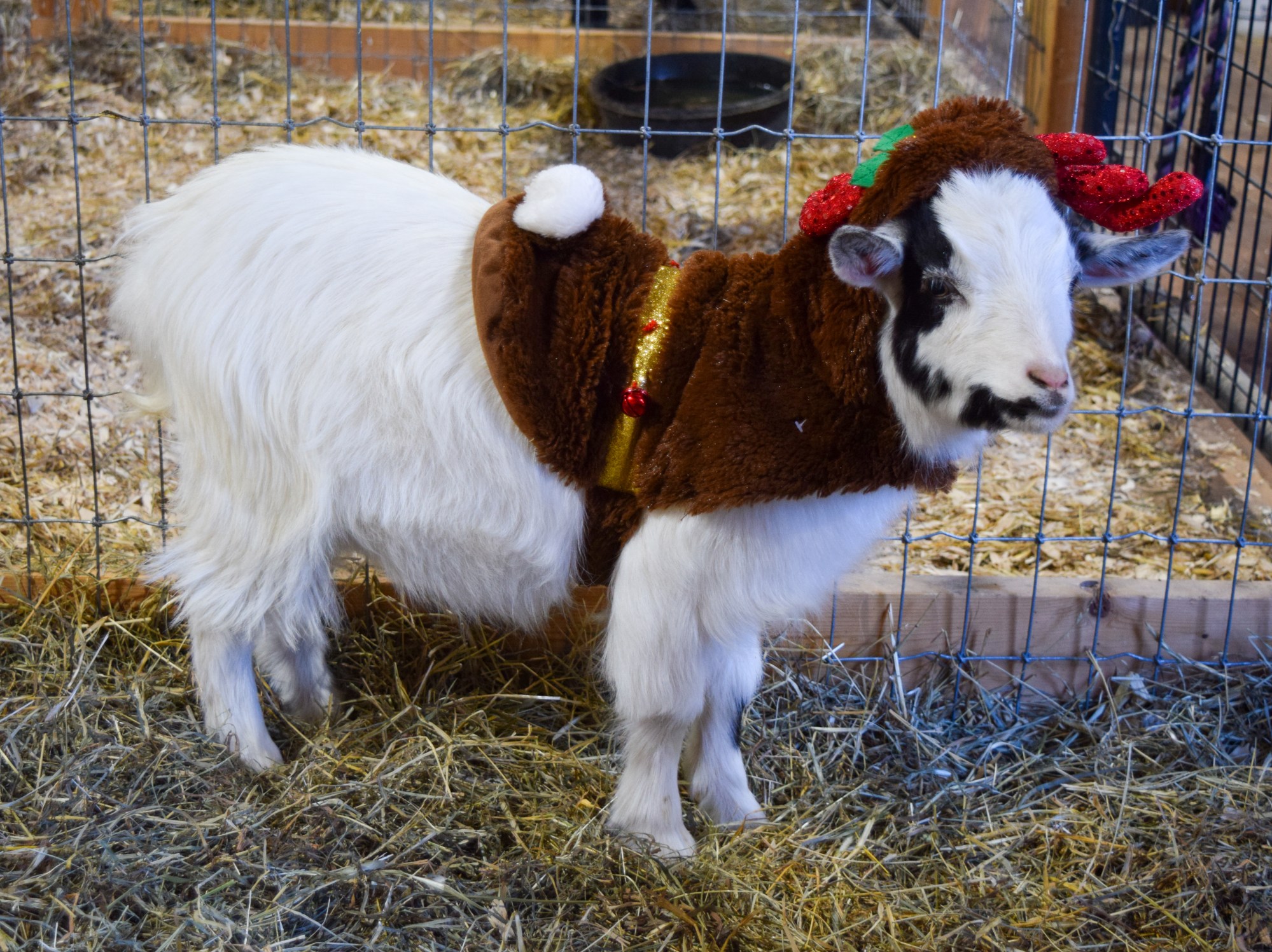 goats dressed up for christmas Ellie all dressed up and looking beautiful for her Christmas picture! Merry Christmas Ellie! #beachgoatschristmas #beachgoatspei #elliebelly