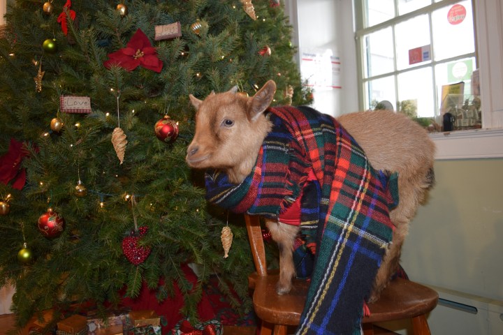 Goat in plaid scarf on chair by decorated Christmas tree.