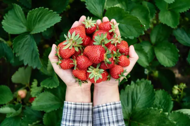 a person holding a plant in a garden