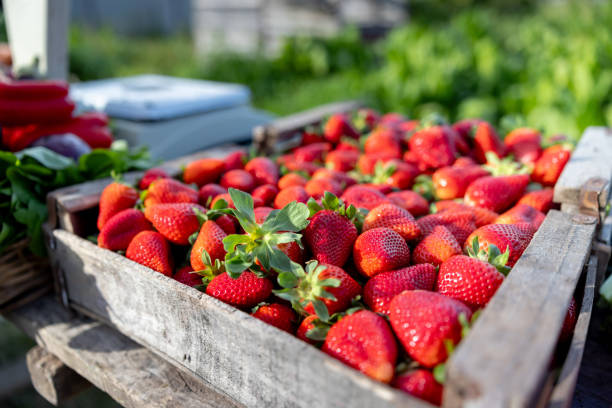 fresh fruit and vegetables on display