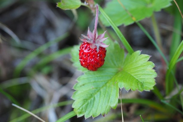 a close up of a green plant