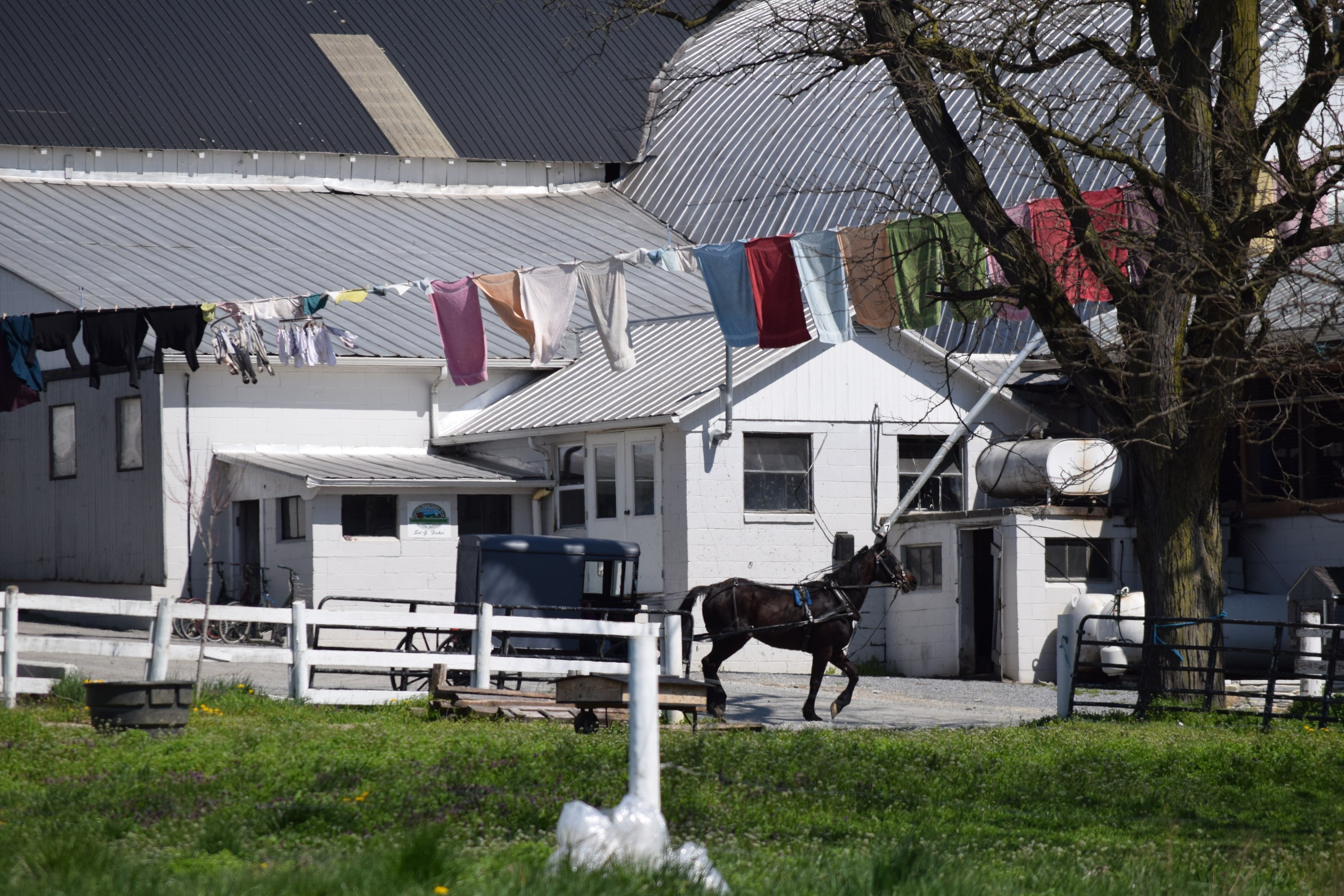 Horse pulling a carriage by laundry on a line near white farm buildings.
